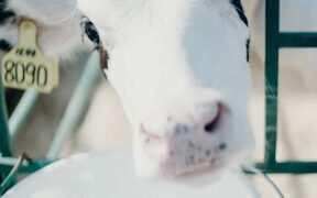 Toxic dairy products pets