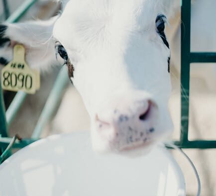 Toxic dairy products pets