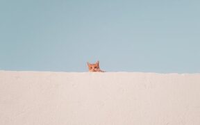 Teaching cats simple cues like come