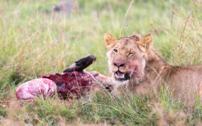 Feeding guide for sensitive stomach cats