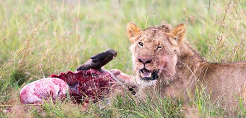 Feeding guide for sensitive stomach cats