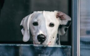 Teaching dogs to wait before jumping out of the car