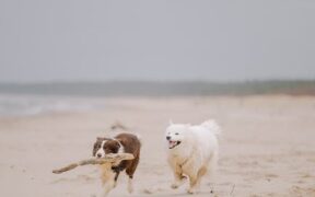 Preventing overheating in dogs during summer walks