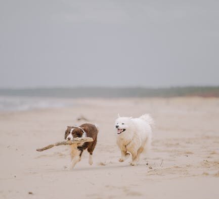 Preventing overheating in dogs during summer walks