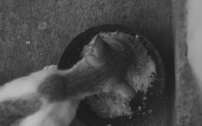 Cat refusing food after vomiting episode digestive pattern