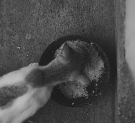 Cat refusing food after vomiting episode digestive pattern