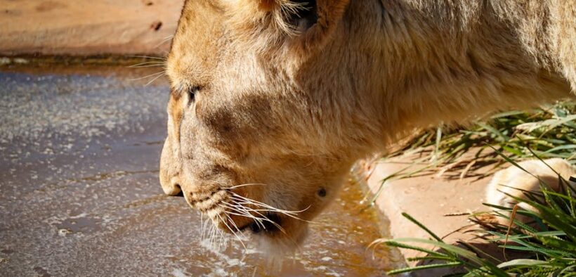 Cats responding strongly when overstimulated