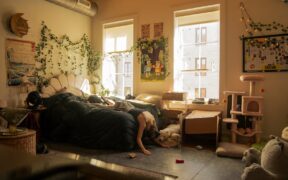 Anxiety in apartment cats