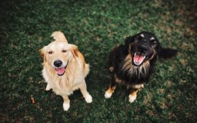 Dark urine in dogs