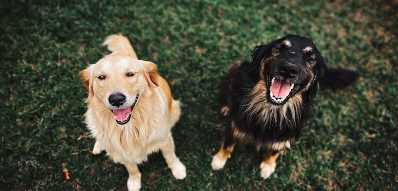 Dogs stiff tail wagging before reacting