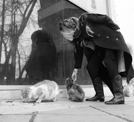 Winter feeding guide for cats