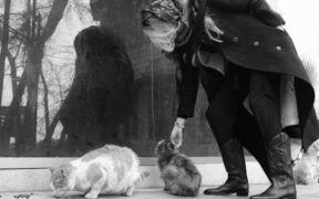 Feeding guide for cats with coat issues