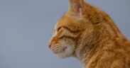 Cat crusted ear margins signs and what owners should know