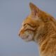 Cat crusted ear margins signs and what owners should know
