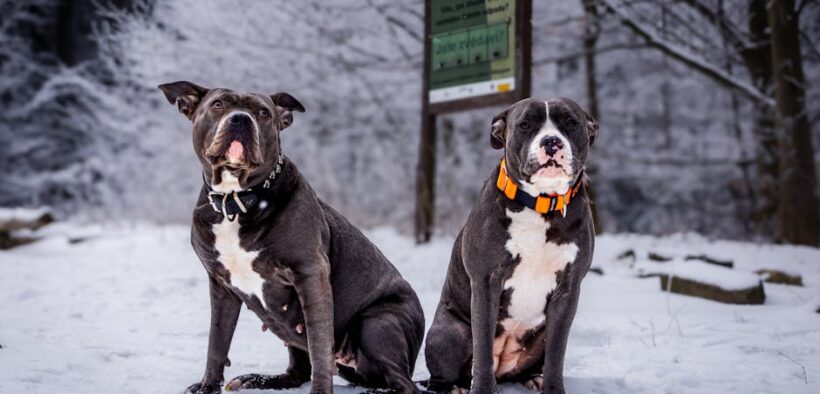 Cold exposure in dogs signs risks and prevention