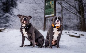 Ear mites in dogs signs symptoms and when to see a vet