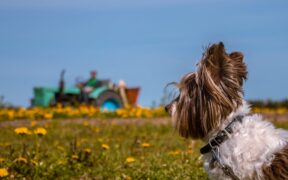 How rural dogs may need different vaccination considerations