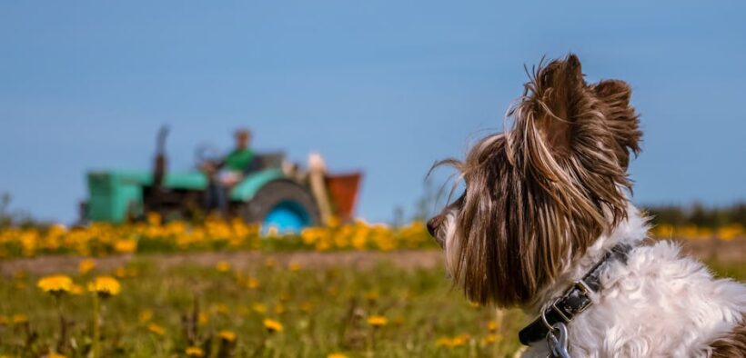 How rural dogs may need different vaccination considerations