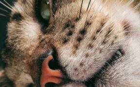 Cat skin bumps on nose signs and concerns