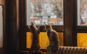 Preventing falls from balconies in cats