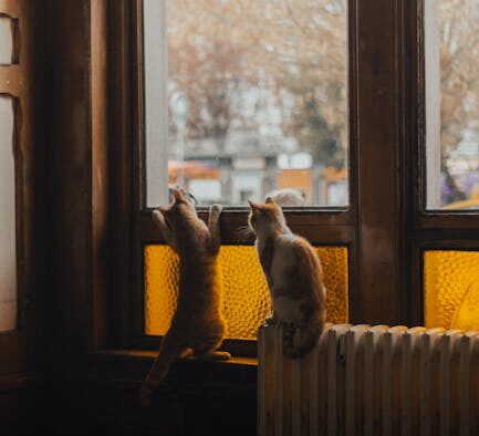 Preventing falls from balconies in cats