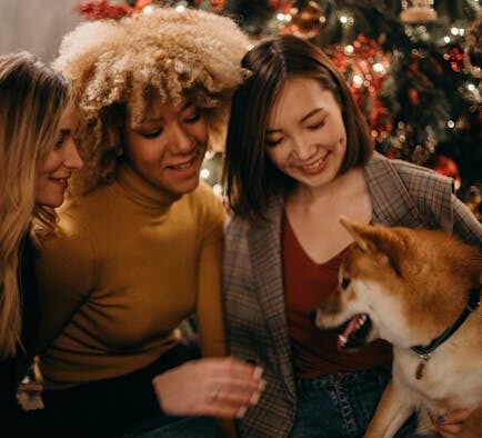 Artificial colors toxicity pets