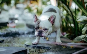 Dog vomiting water shortly after drinking digestive symptom