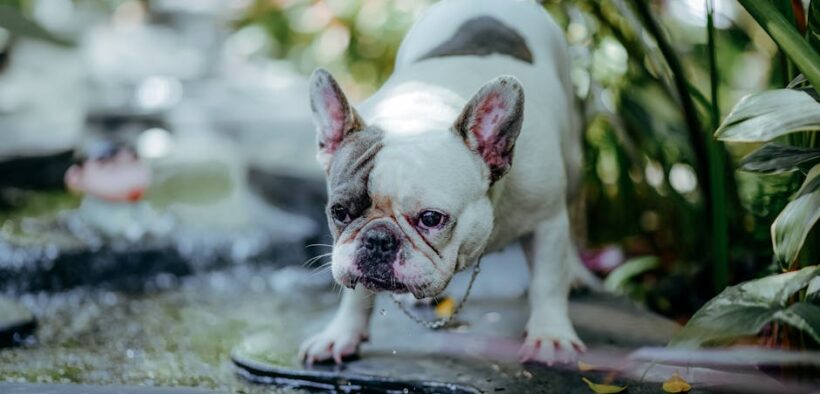 Dog vomiting water shortly after drinking digestive symptom