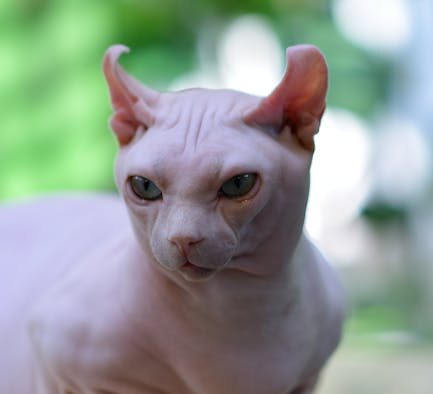 Pale gums respiratory pets