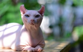 Cat skin redness on ears symptoms causes and concerns