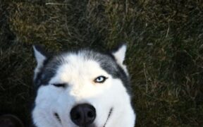 Preventing infected wounds in outdoor dogs