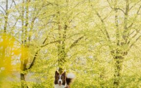 Dog vomiting after vigorous exercise digestive pattern