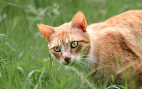 How to prevent ear mite infestations in cats