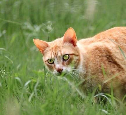 How to prevent ear mite infestations in cats