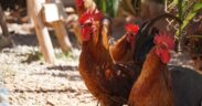 Feeding guide for poultry based diets cats