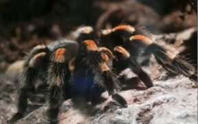 Toxic soups for pets