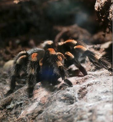 Toxic soups for pets