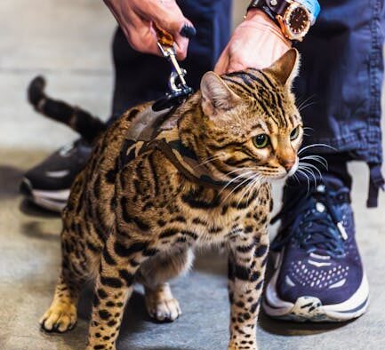 Cat itching without fleas signs owners should watch for