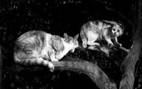 Cats reacting during resource conflicts