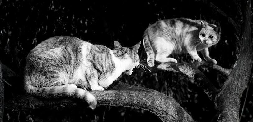 Cats reacting during resource conflicts