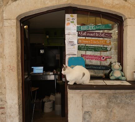 Cat vomiting more often with age digestive signs