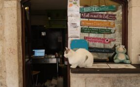 Cat drooling and turning away from food nausea signs