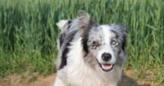 Supplements for working farm dogs