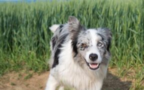 Supplements for working farm dogs