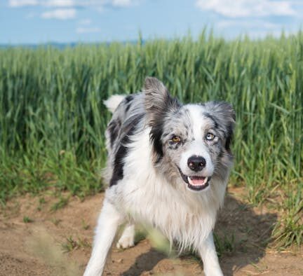 Supplements for working farm dogs