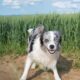 Supplements for working farm dogs