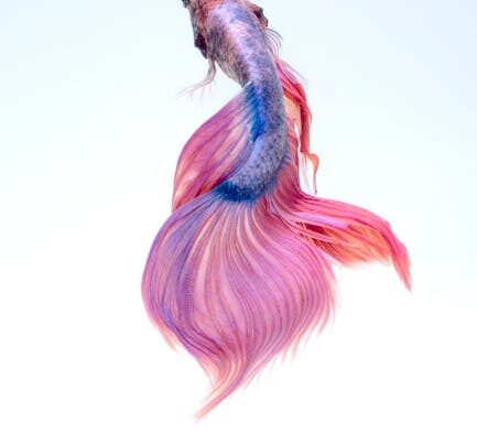 Fish bones toxicity pets