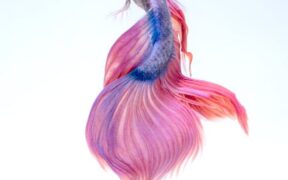 Smoked fish toxicity pets