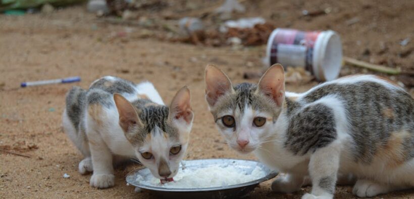 Regurgitation in cats bringing up food shortly after eating