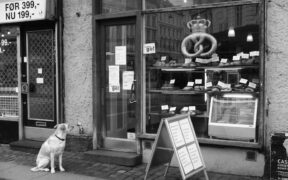 Pastries toxic for pets